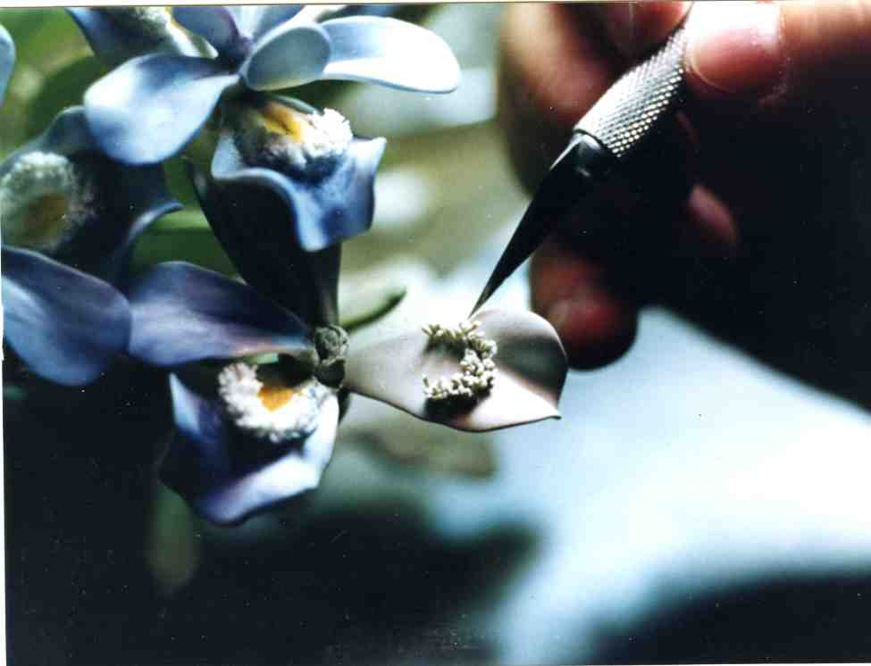 A person cutting flowers with scissors