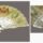 Ornate decorative hand fan with floral design.